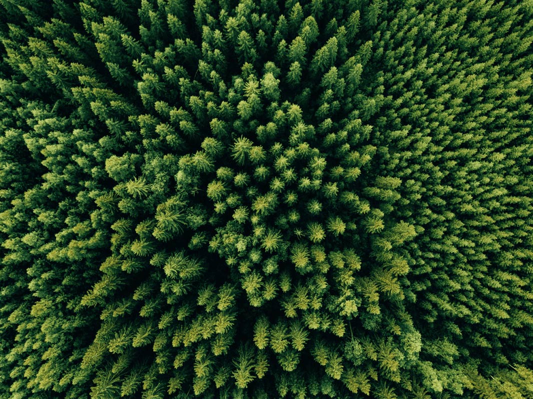 Uma floresta verde